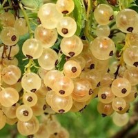 Саженцы плодово-ягодных культур в розницу и оптом из питомника