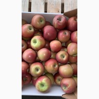 Продаем яблоки оптом