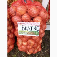 Семена лука БРАТКО первой репродукции (Киргизия)