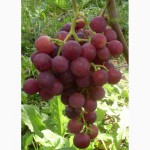 Саженцы и черенки винограда удмуртской местности