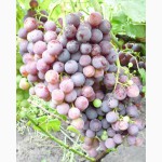 Саженцы и черенки винограда удмуртской местности