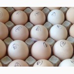 Продаю инкубационные яйца бройлеров Кобб 500, Росс 308