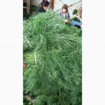 Продам зелень из Узбекистана