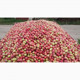 Продаем яблоки на промпереработку