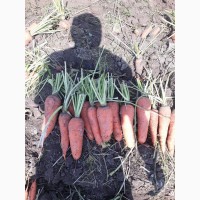 Продаём урожай моркови оптом от фермерства