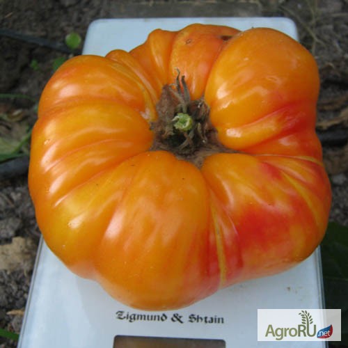 Фото 4. Семена томатов редких и коллекционных сортов