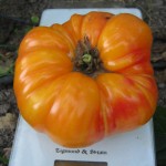 Семена томатов редких и коллекционных сортов