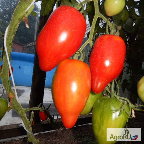 Фото 5. Семена томатов редких и коллекционных сортов