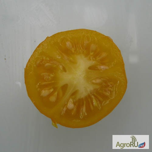 Фото 6. Семена томатов редких и коллекционных сортов