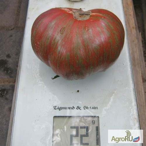 Фото 8. Семена томатов редких и коллекционных сортов