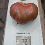Семена томатов редких и коллекционных сортов