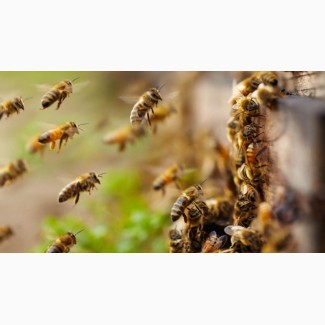 Пчелы кавказской породы продаю