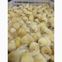Реализация суточного молодняка и инкубационное яйцо с ведущих птицефабрик