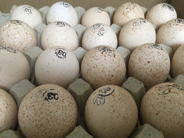 Фото 7. Реализация суточного молодняка и инкубационное яйцо с ведущих птицефабрик