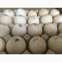 Реализация суточного молодняка и инкубационное яйцо с ведущих птицефабрик
