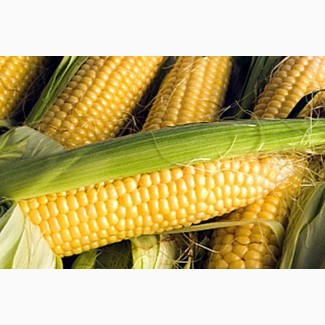 Гибриды семена кукурузы ДКС 3511, ДКС 4014 (Монсанта, Monsanto)