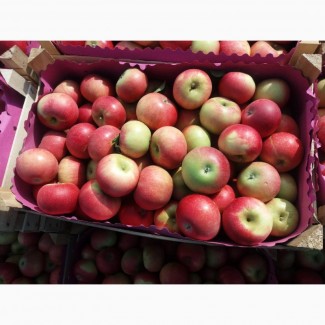 Дискавери, яблоки от производителя