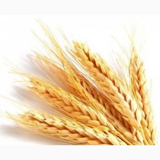 Семена озимой пшеницы Нота