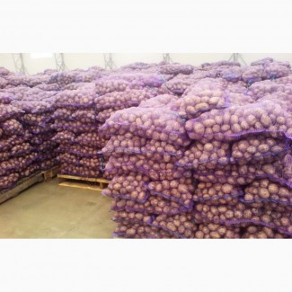Картофель оптом от 20 тонн 5+ от производителя от 5.5 руб/кг
