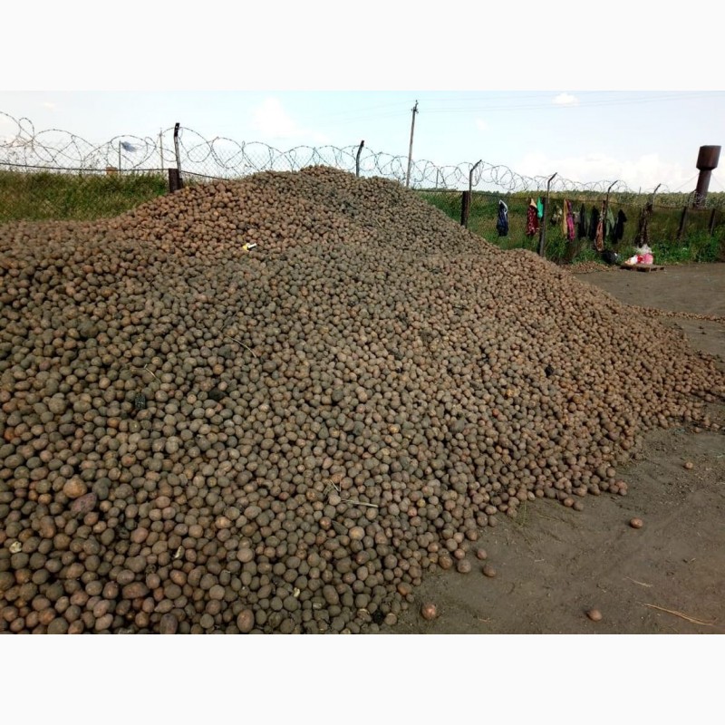 Фото 2. Картофель оптом от 20 тонн 5+ от производителя от 5.5 руб/кг
