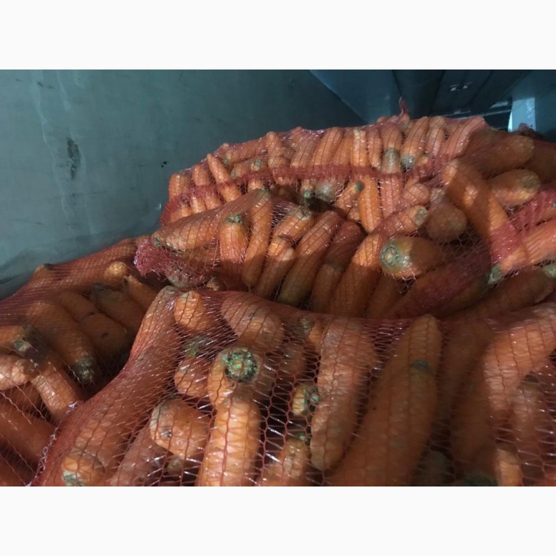 Фото 3. Продам морковь от производителя