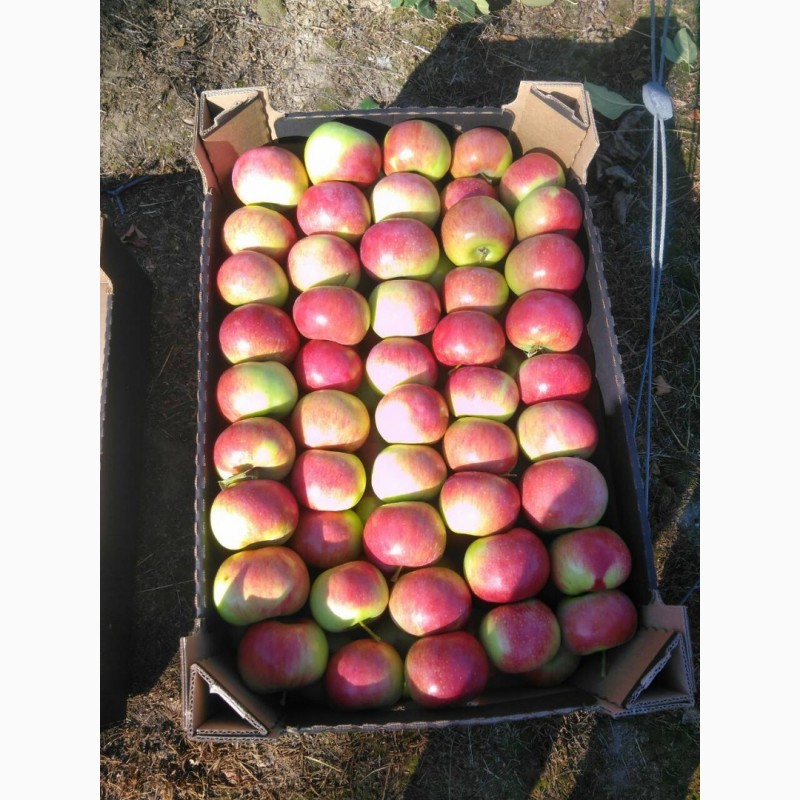 Фото 2. ООО Сантарин, реализует яблоки Белорусского производства, много сортов