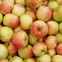 ООО Сантарин, реализует яблоки Белорусского производства, много сортов