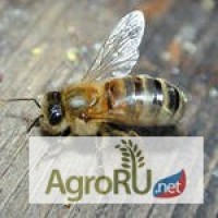 Пчелопакеты Карпатка бесплатная доставка по всей России