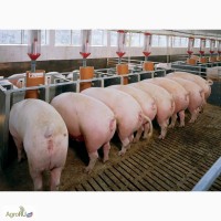 Свиньи живой вес 80 - 120 кг