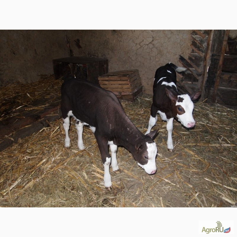 Купить ТЕЛЯТА, бычки от 2х недель до 2х месяцев - Чувашская Республика —  AgroRU.net