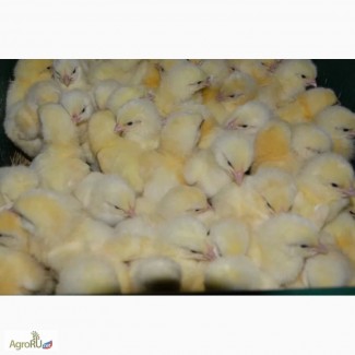 Оптово розничная продажа птиц и яйца