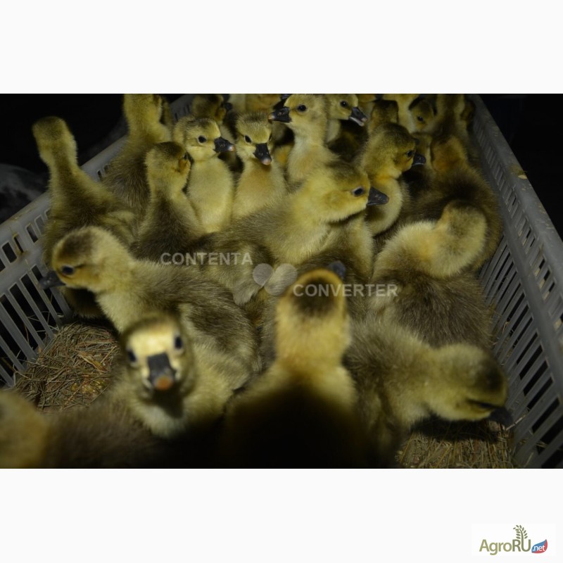 Фото 2. Оптово розничная продажа птиц и яйца