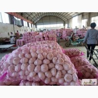 Свежий чеснок из Китая, урожай 2017г