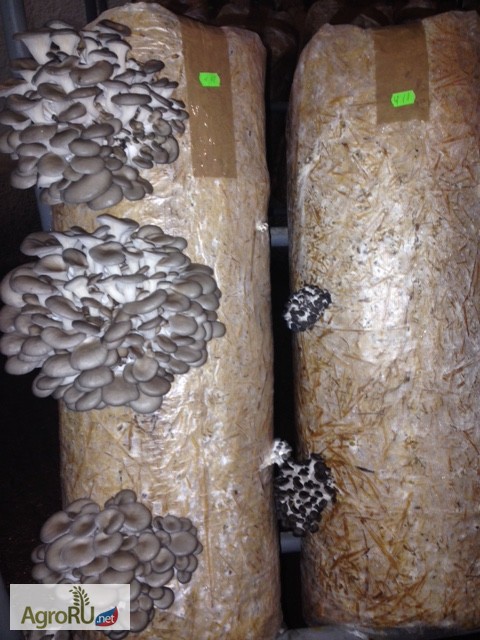 Субстратные грибные блоки вешенки