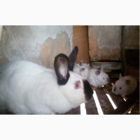 Продаются породистые калифорнийские кролики, 35 голов, возраст 1-2 мес., на племя и откорм
