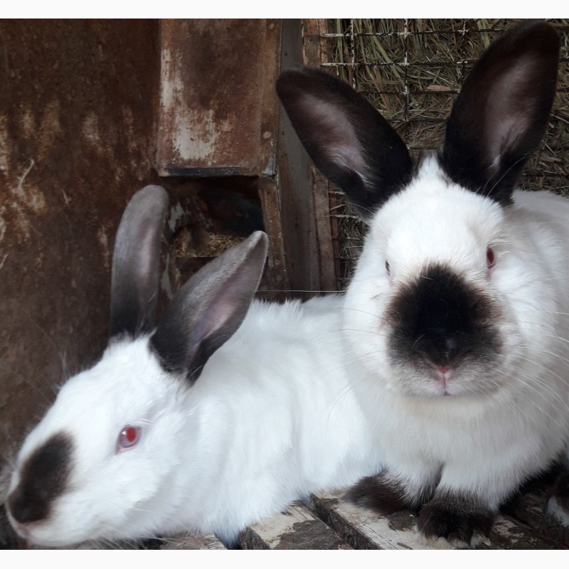 Фото 12. Продаются породистые калифорнийские кролики, 35 голов, возраст 1-2 мес., на племя и откорм