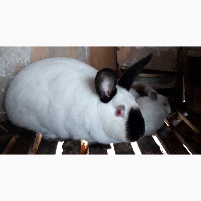 Фото 15. Продаются породистые калифорнийские кролики, 35 голов, возраст 1-2 мес., на племя и откорм