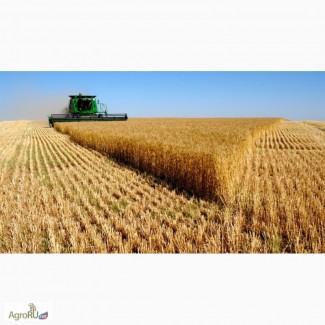 Оптовая продажа пшеницы