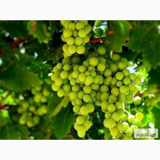 Продам виноградники 91 Га в Абинском районе
