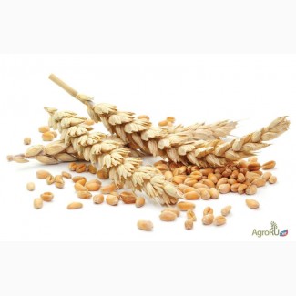Семена озимой пшеницы сорт Таня