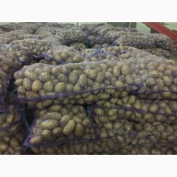 Картофель Гала оптом от производителя 12р/кг
