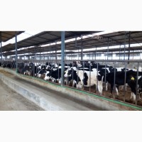 Продажа коров дойных, нетелей молочных пород Пермь
