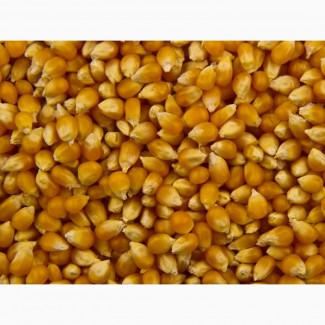 Cемена гибридов кукурузы ДКС (МОНСАНТО/Monsanto)