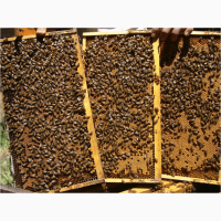 Пчелопакеты оптом и в розницу