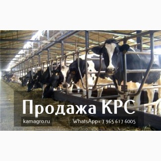 Продажа коров дойных, нетелей молочных пород в Абхазию