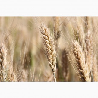 Семена озимой пшеницы Тимирязевка-150