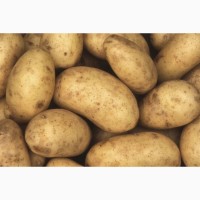 Картофель урожая 2021г. оптом от 3000кг