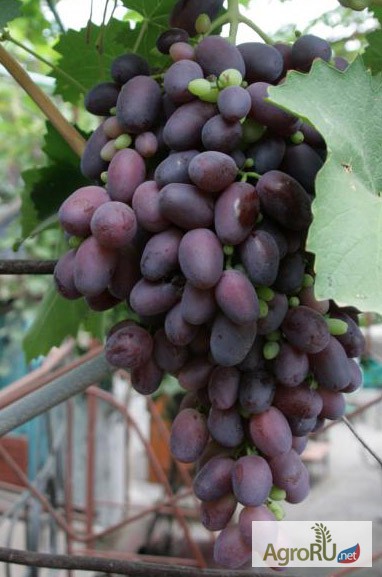 Фото 2. Саженцы и черенки комплексно устойчивых сортов винограда