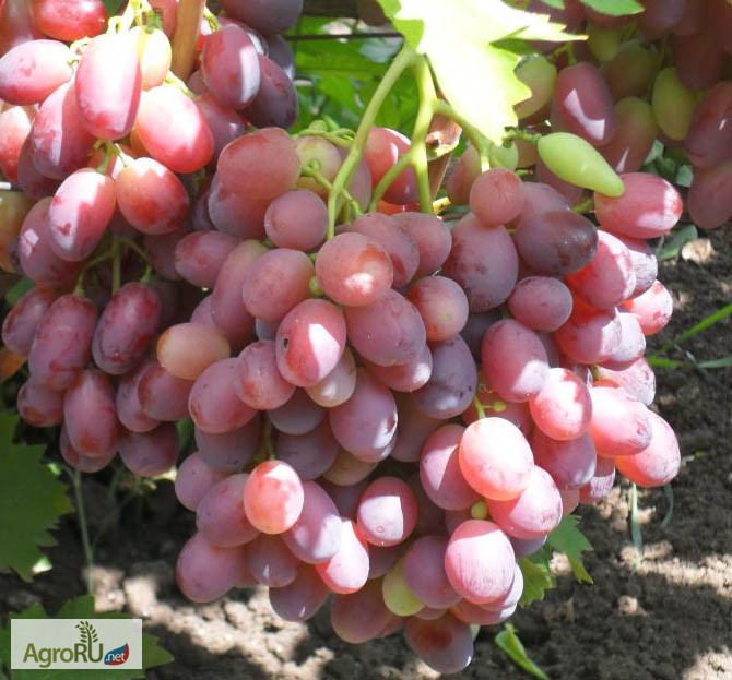 Фото 3. Саженцы и черенки комплексно устойчивых сортов винограда