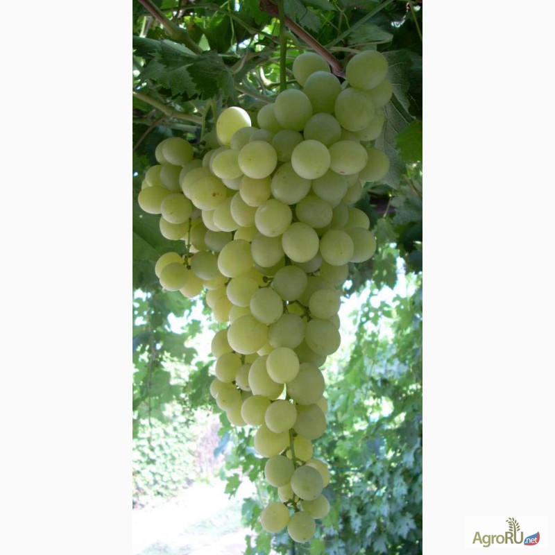 Фото 4. Саженцы и черенки комплексно устойчивых сортов винограда